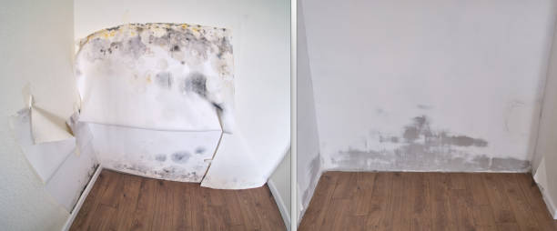 Best Professional Mold Removal  in Bethlehem, NC